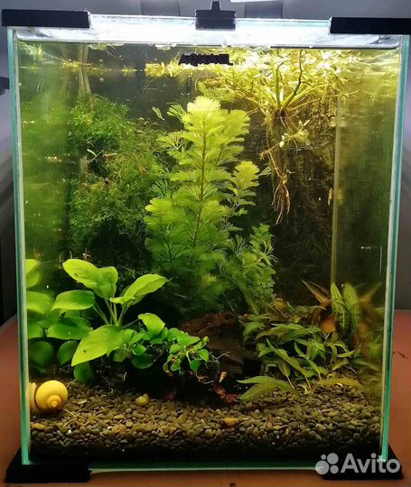 Аквариум Aquael (кубики 20 и 30 литров)