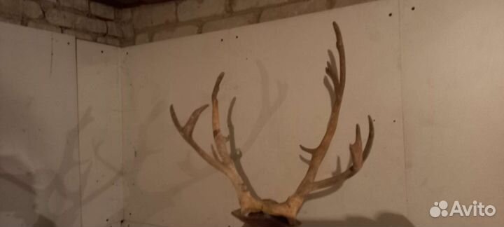 Рога оленя и лося