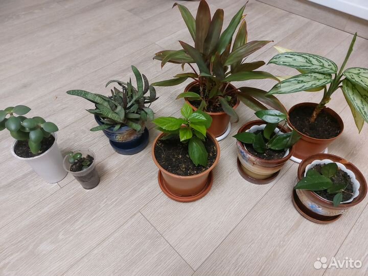 Домашние цветы