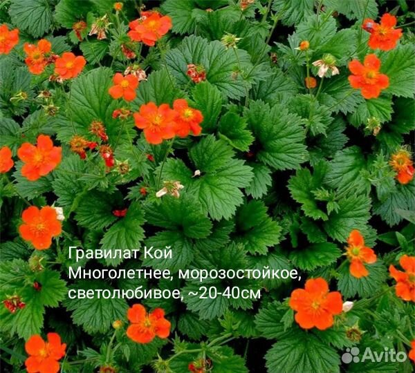 Многолетники и двухлетняя виола