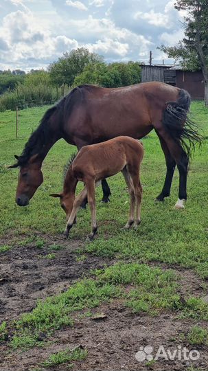 Лошадь жеребец