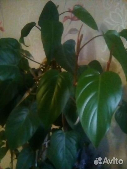 Филодендрон