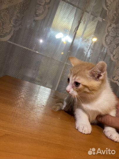 Котята в добрые руки даром