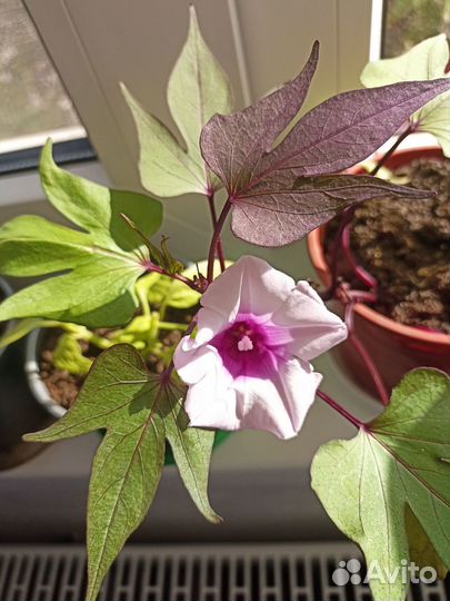 Ипомея батат