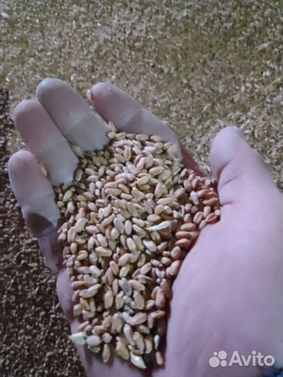 Пшеница,ячмень, овес, кукуруза, мясокостная мука