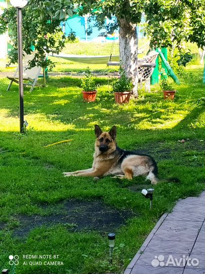 Щенок немецкой овчарки