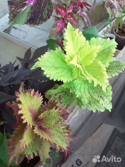 Колеусы вегетативные черенки