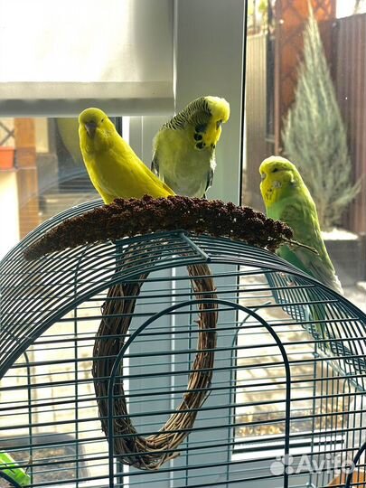 Попугаи ввп чехи