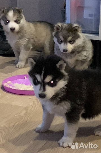 Щенки хаски