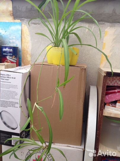 Цветок, растение (хлорофитум)