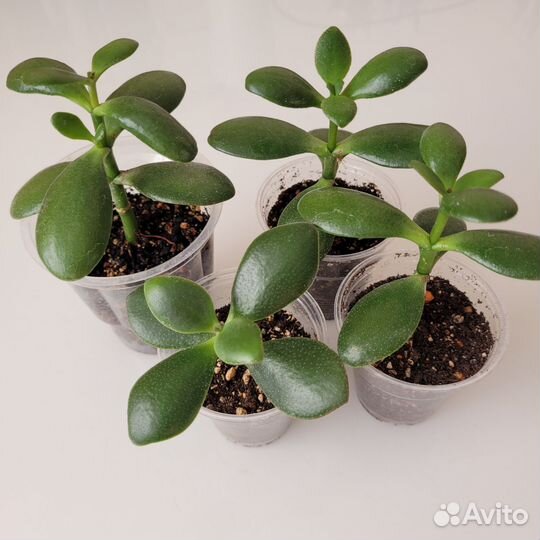 Красула хоббит коралл толстянка денежное дерево