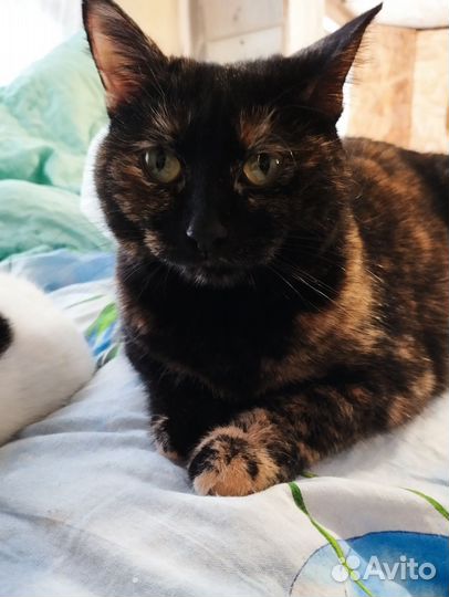 Кошка Гера в добрые руки