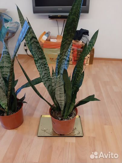 Сансевиерия,тещин язык