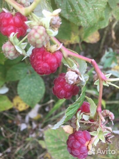 Малина ремонтантная, саженцы