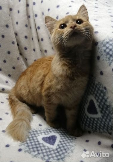 Котик ищет дом