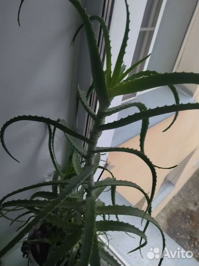 Алоэ лечебный