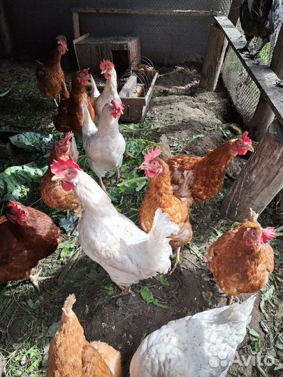 Продам курей