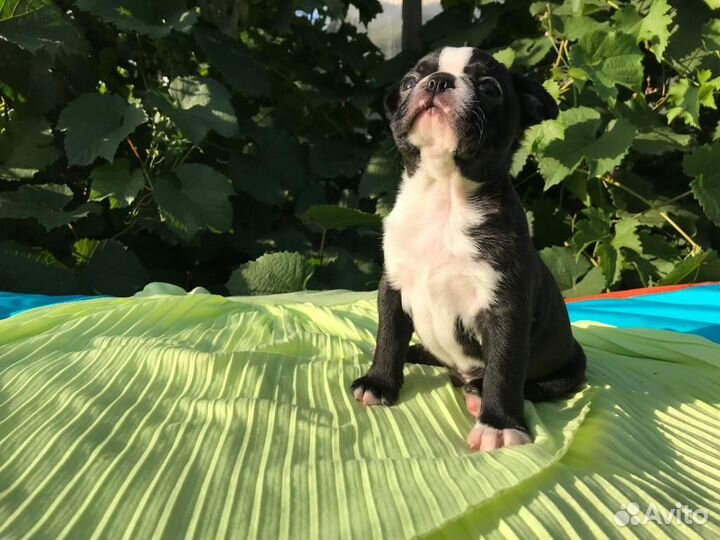 Бостон Терьер