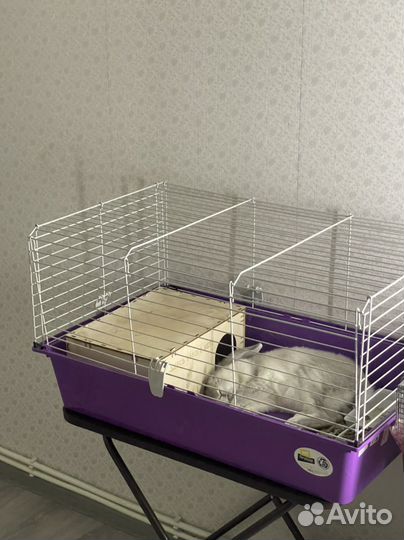 Кролик с клеткой