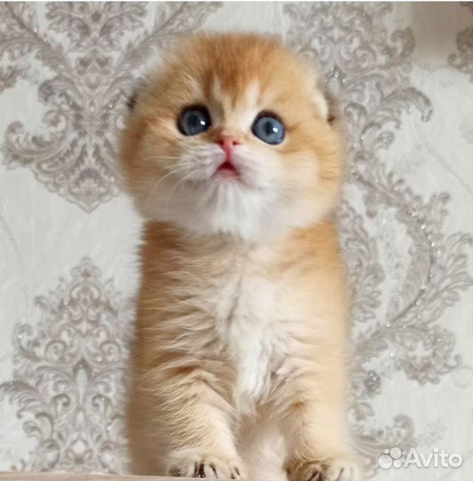 Золотой мальчик