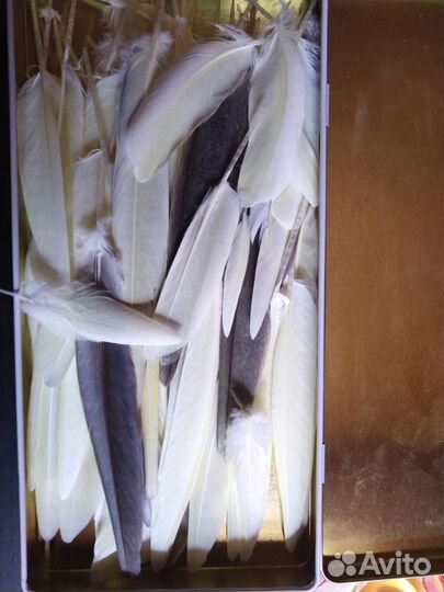 Перья попугая