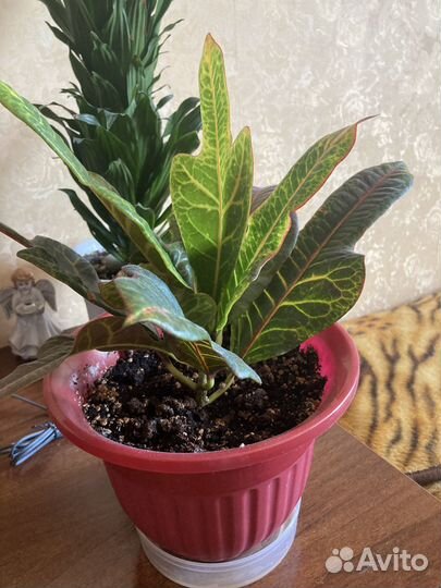 Кротон растение для дома