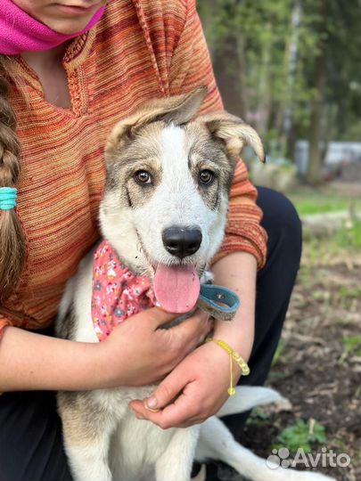 Щенок Макс — метис овчарки в добрые руки