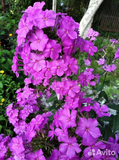 Флоксы 1-1,5 метра