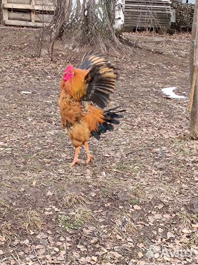 Петух кучинский юбилейный, возраст 10 месяцев