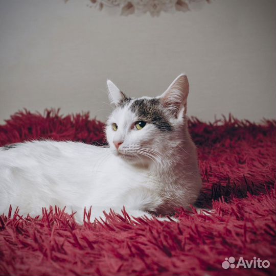 Молодая кошка комфорт класса в дар