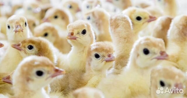 Индюшата Хайбрид Конвертер