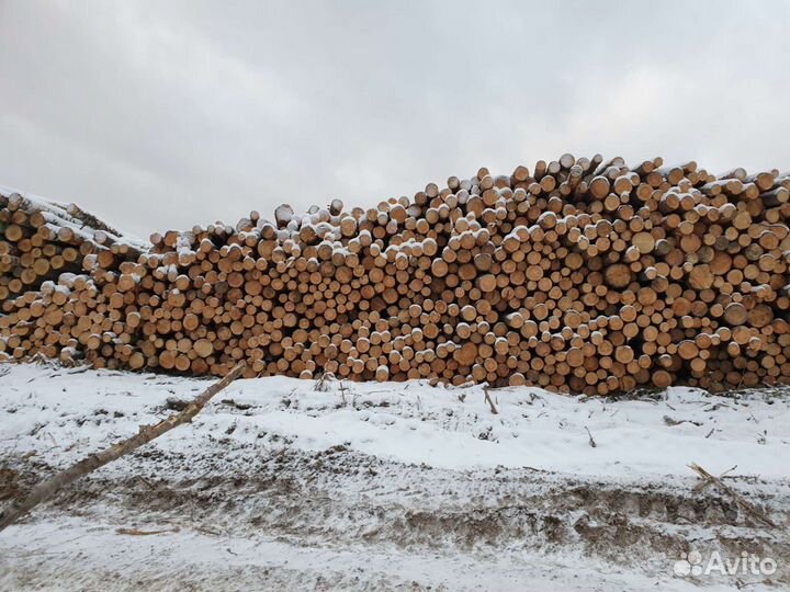 Лес кругляк Хвоя