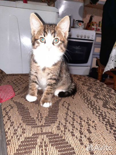 Котик мальчик 1,5 месяца