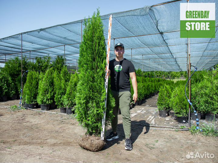 Туи смарагд 2 м свежая копка 2023