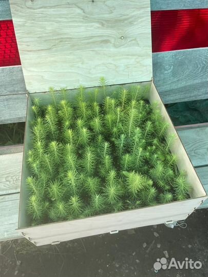Сеянцы ели европейской зкс оптом
