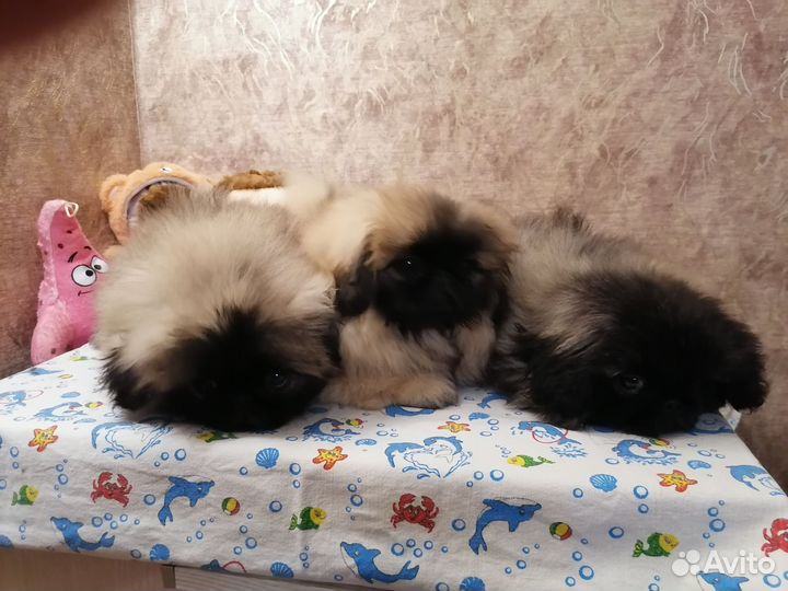 Щенки пекинеса