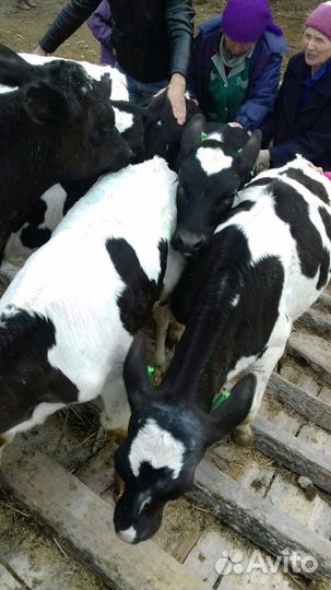 Бычки телки