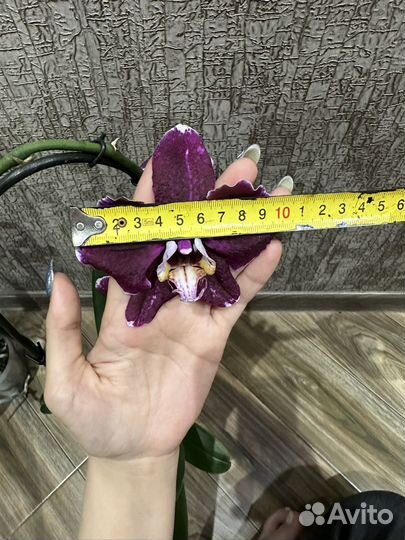 Орхидея фаленопсис