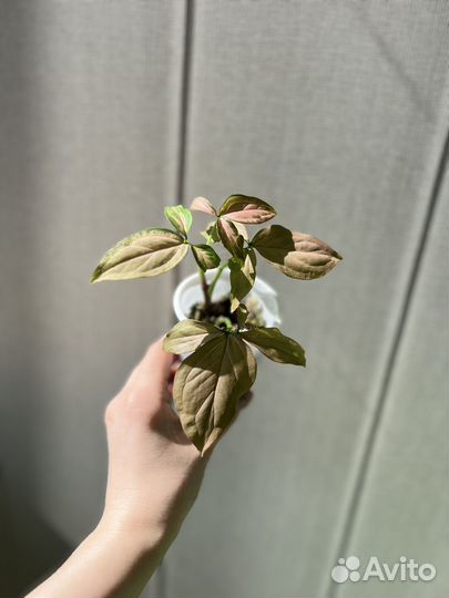 Сингониумы