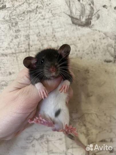 Крысята Дамбо большой выбор