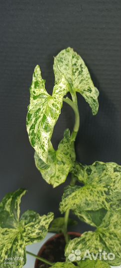 Сингониум моттлед