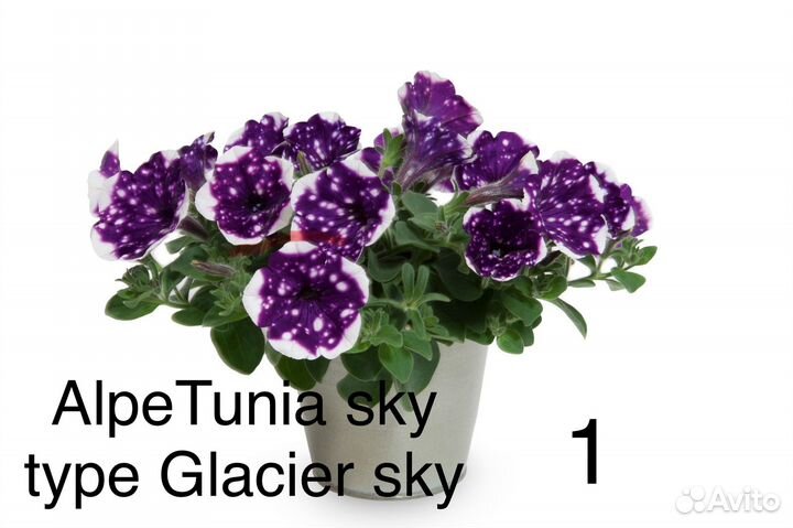 Петуния ампельная