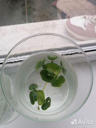 Водный гиацинт прудовое растение. Эйхорния