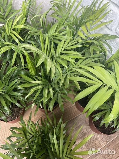 Пальма хамедорея комнатеые цветы