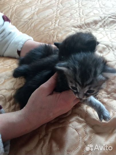 Курильский бобтейл