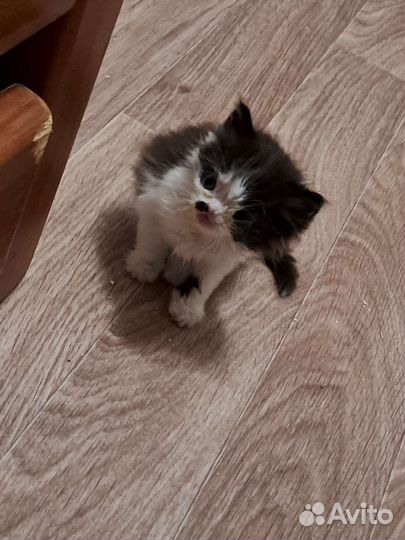 Котёнок, мальчик