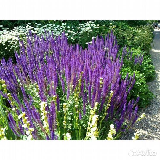 Чабрец,Чубушник, Юкка, Керья, Герань