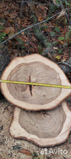 Спилы дерева вяз(карагач) дуб, акация