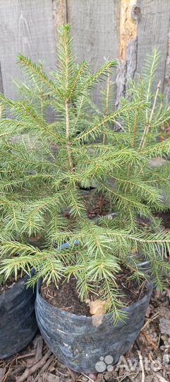 Саженцы Ели