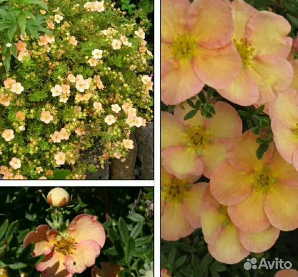 Саженцы лапчатки зкс: белая, желтая, розовая